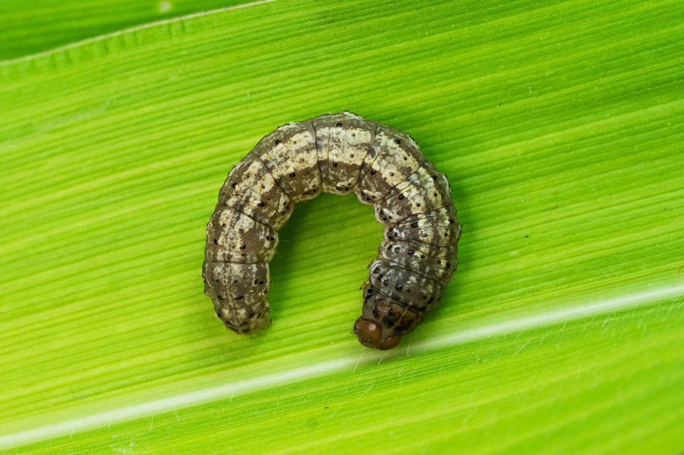 worm on corn leaf
